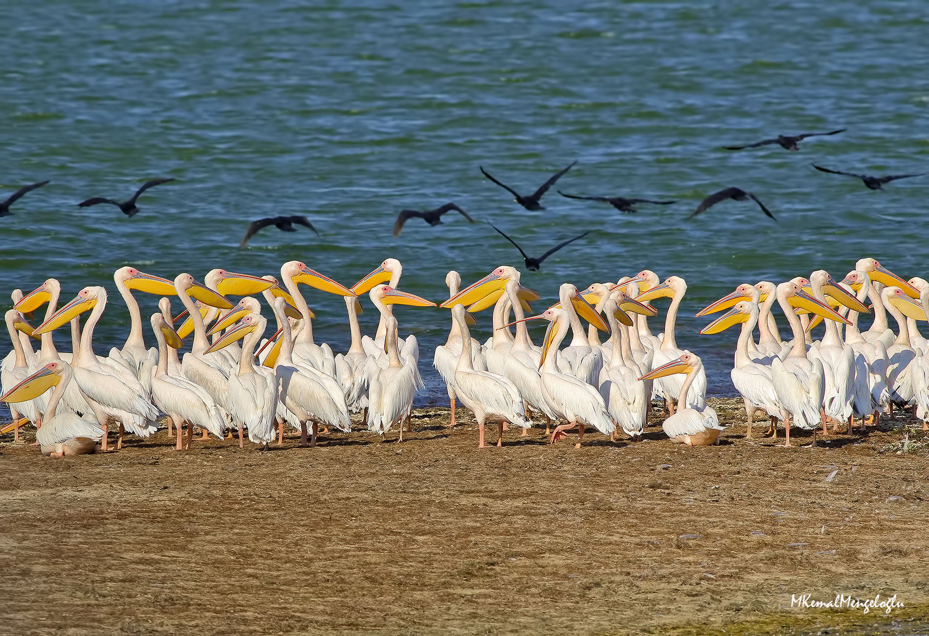 Great White Pelican